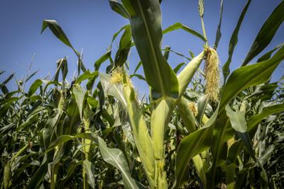 GMO Corn (copy)