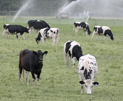 dairy cows system capitalpress washington operators pasture graze sequim wash near used