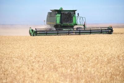 Oregon farmers kick off wheat harvest
