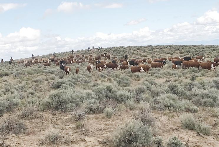 BC Joyce Ranch range cattle 2 S Jensen.jpg