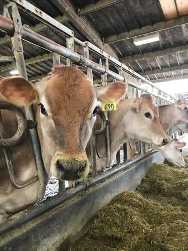 Researchers study spent hemp biomass as animal feed | Dairy |  