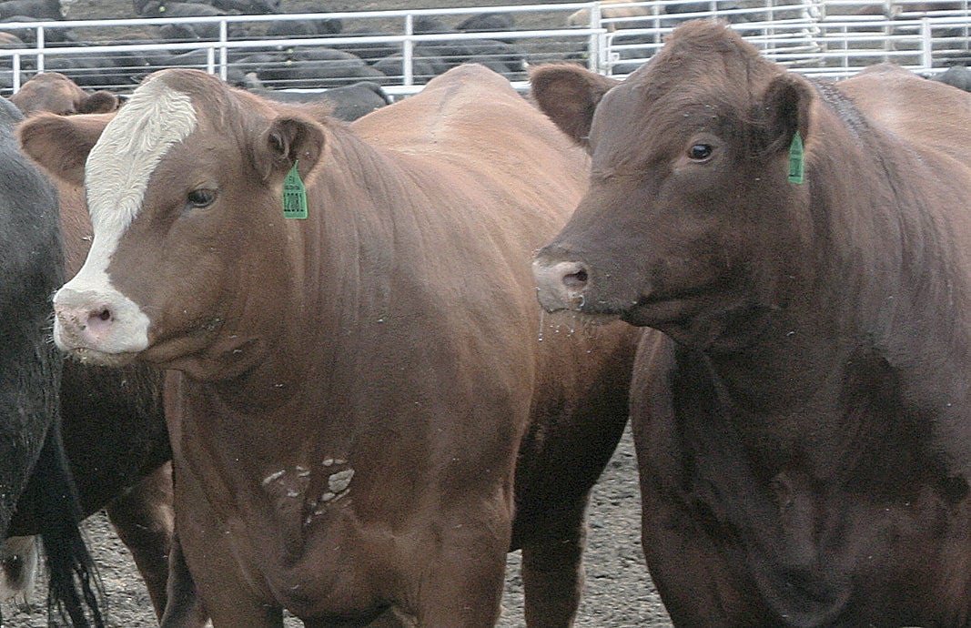 feeder cattle futures analysisi