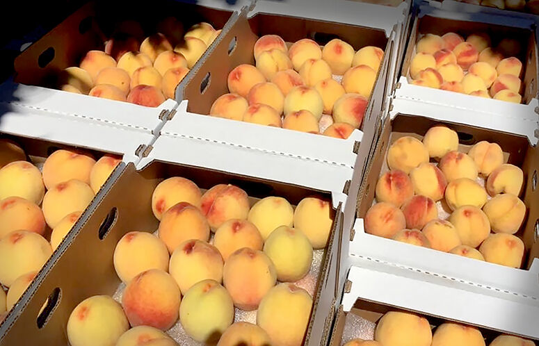 Farm Facts: Peaches - Florida Farm & Family