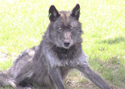 Oregon wolf