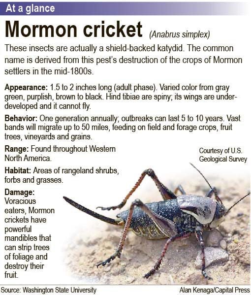 mormon cricket