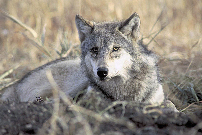 Snare diverters no longer required for wolf trapping