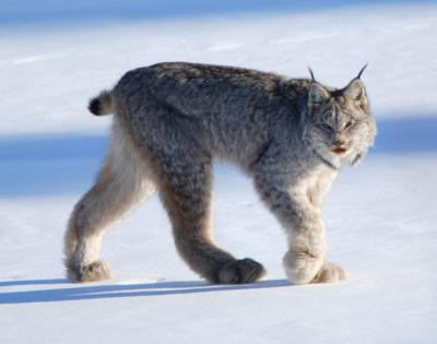 Canada lynx (copy)