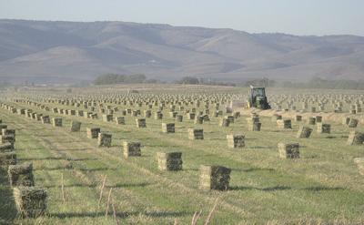 Western Hay Price Report Hay Capitalpress Com