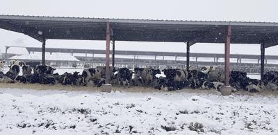Blizzard kills dairy cows