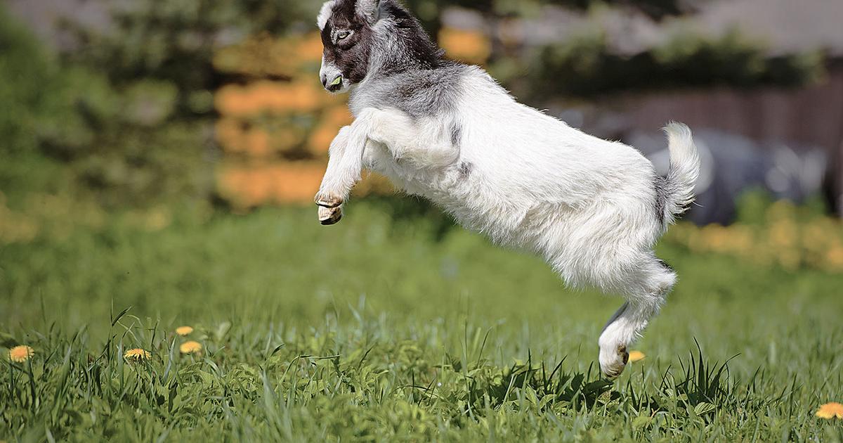 Leap Year' Photo Contest: Send us your photos of leaping animals |  Livestock 
