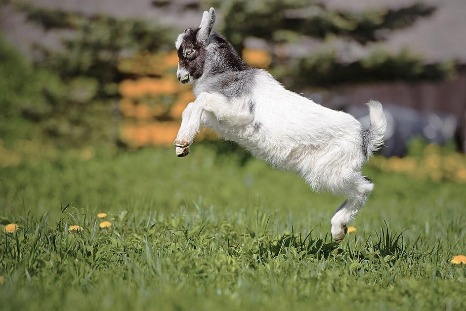 'Leap Year' Photo Contest: Send us your photos of leaping animals