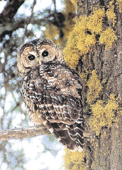 Ranchers lose round in spotted owl battle