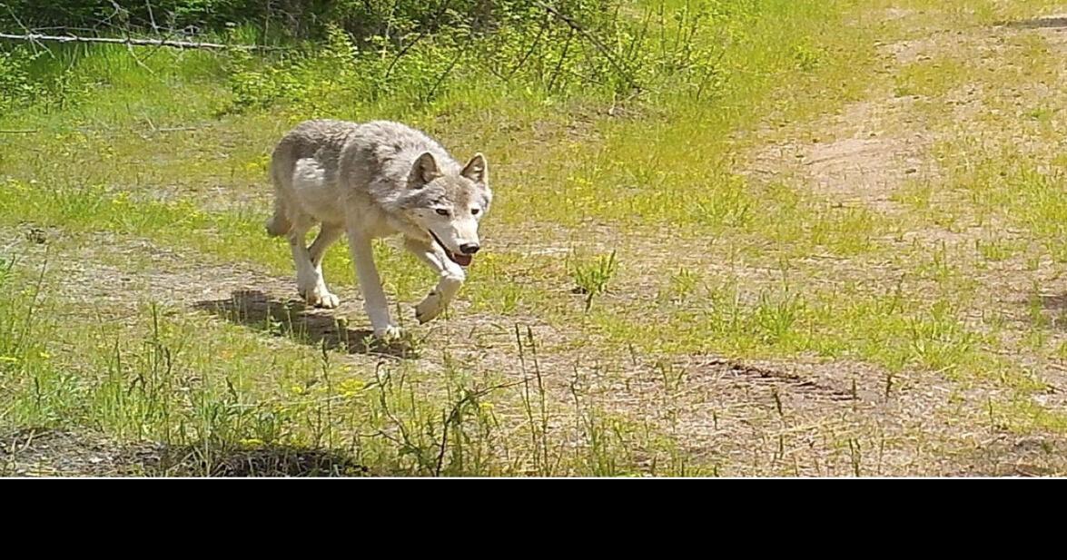 New wolf pack kills calves in Washington | Livestock | capitalpress.com
