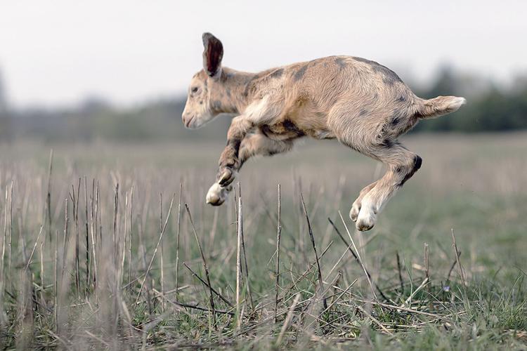 Leap Year' Photo Contest: Send us your photos of leaping animals |  Livestock 