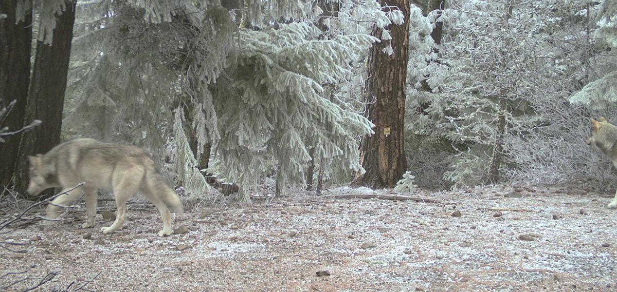 Wolves confirmed in Mount Hood National Forest Oregon