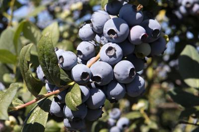 sm blueberries crop.jpg
