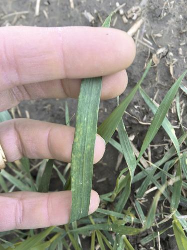 Soil-borne mosaic virus appears early in NE Oregon wheat