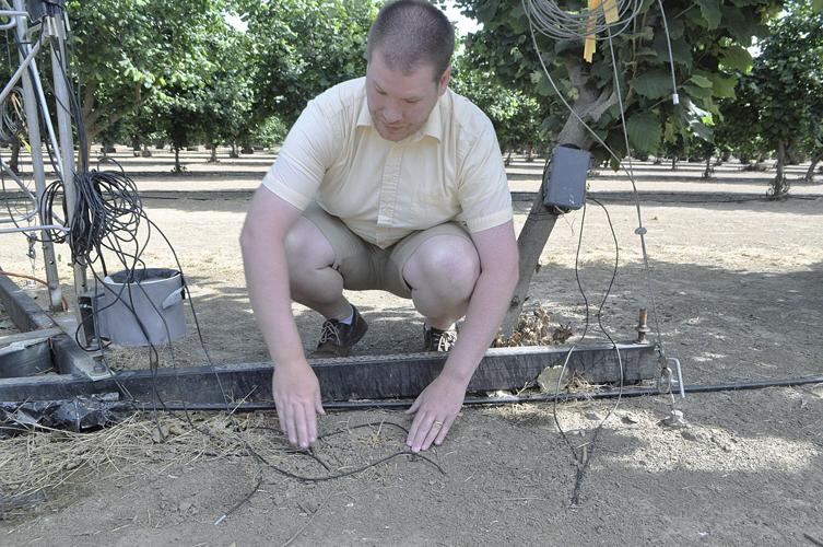 Hazelnut research to set bar for irrigation