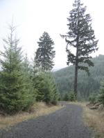 County authority debated at Oregon appeals court hearing on $1B timber judgment