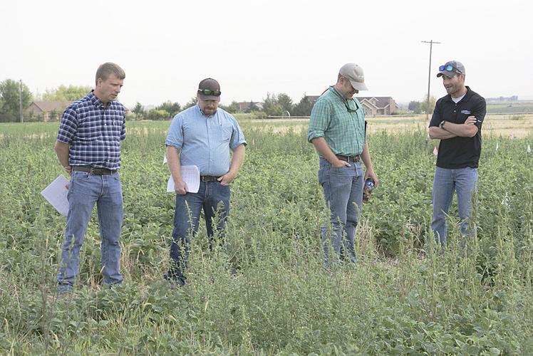 Researchers test cover crop removal in dry beans