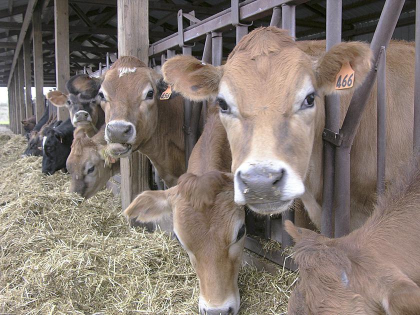 Dairy sustainability research awarded $10 million grant | Dairy | capitalpress.com - Capital Press