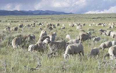 Wool and sheep price report