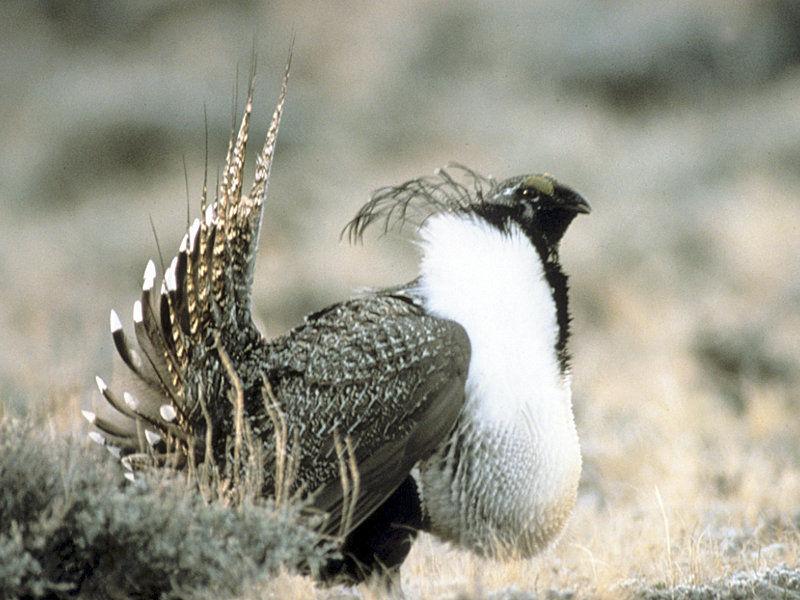 WDFW Greater sage grouse still needs state protection Washington