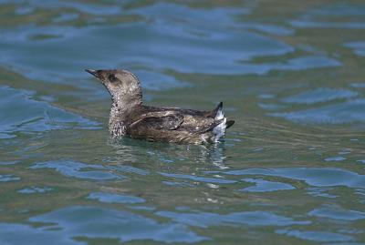 Environmental groups sue ODFW over marbled murrelet protections