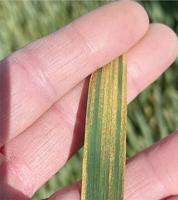 Stripe rust begins to develop in Pacific Northwest