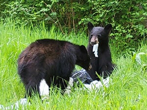 sm ODFW Photo of black bears.jpeg