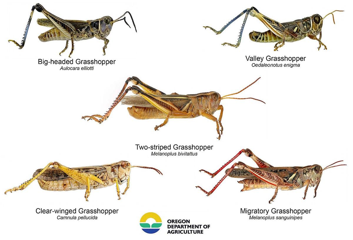 What's the Difference Between a Grasshopper and a Cricket?