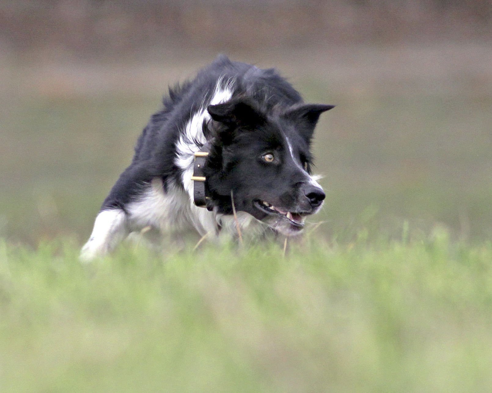 Border Collie Herding Sheep With Led Lights - Border Collies Herding Sheep ...
