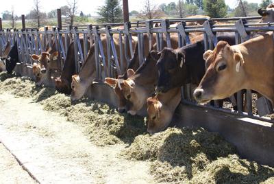 Environmentalists target Idaho CAFO regulations | Livestock |  