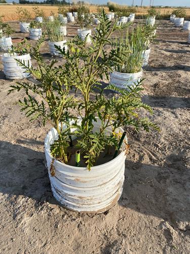 Litchi tomato plants