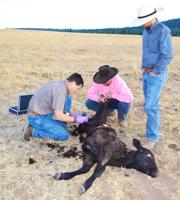 Federal grant will help ranchers develop non-lethal wolf deterrents