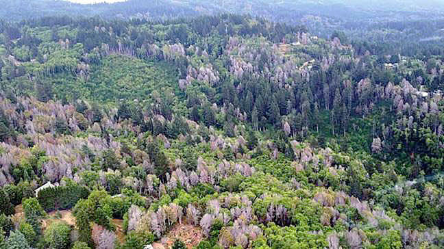 Funding Available To Curb Sudden Oak Death In Sw Oregon