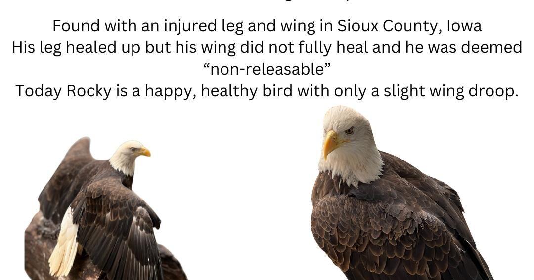 Change made in eagle display at Swan Lake - Vimarsana News