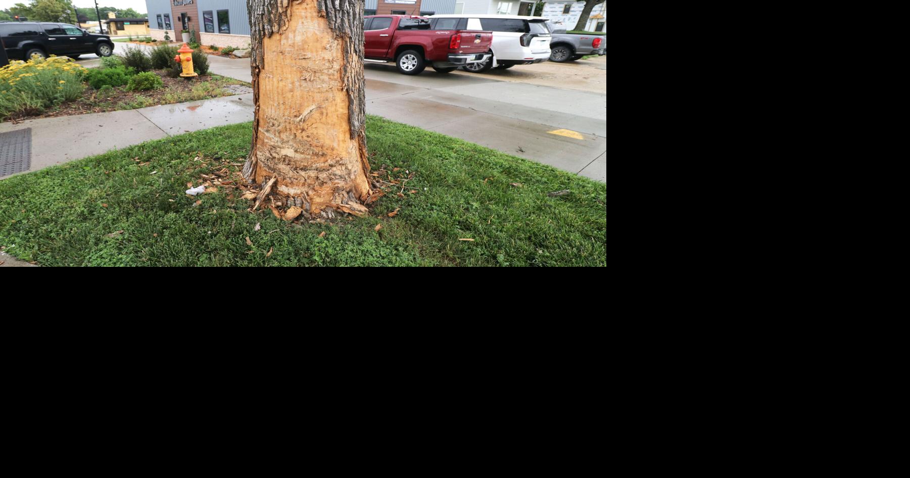 Driver hits tree during car accident in Carroll | News | carrollspaper.com