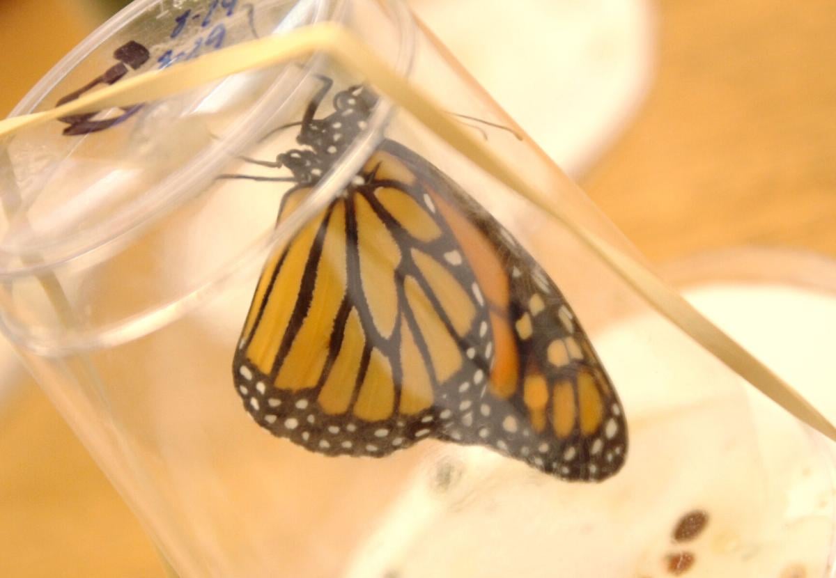 Iowa Monarch Conservation Consortium