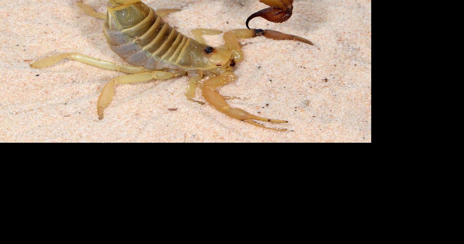 Study reveals scorpions’ sting and pincers fortified with metal