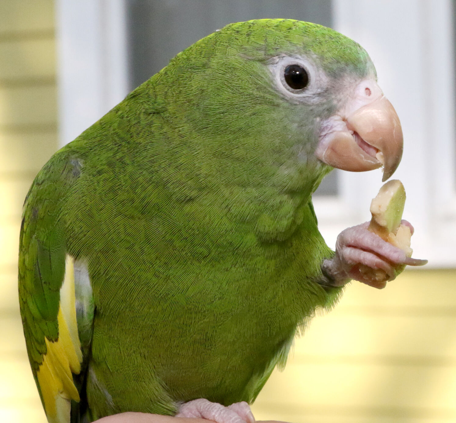 Parrot beb sale