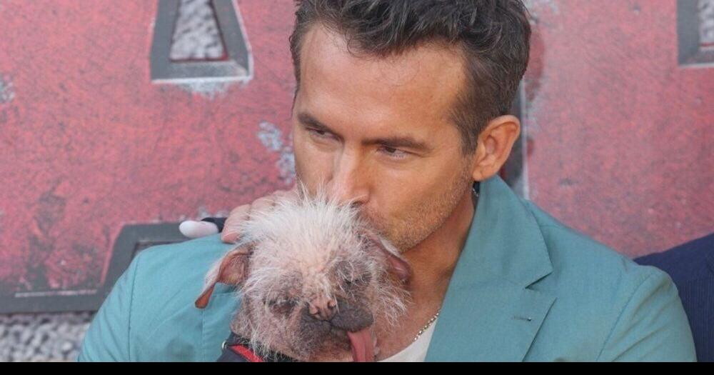 On the red carpet Ryan Reynolds cuddles Britain's ugliest dog