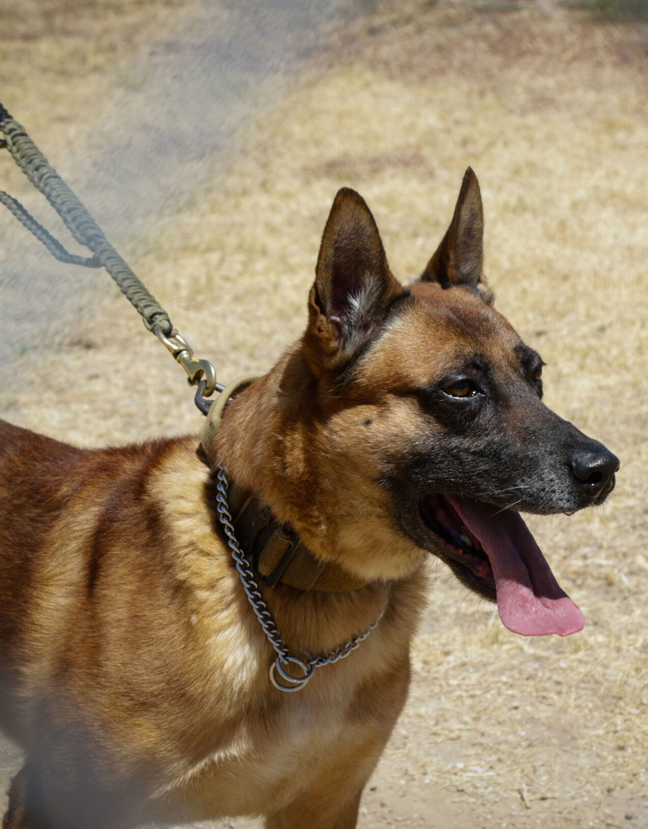 West point dog clearance collar