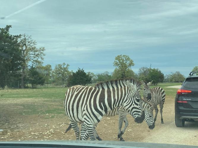 Aggieland Wild Animal Safari Updates