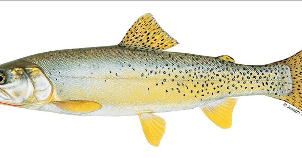 Zombie fish? CPW aquatic biologists embark on search for long-lost Yellowfin cutthroat trout - Vimarsana News
