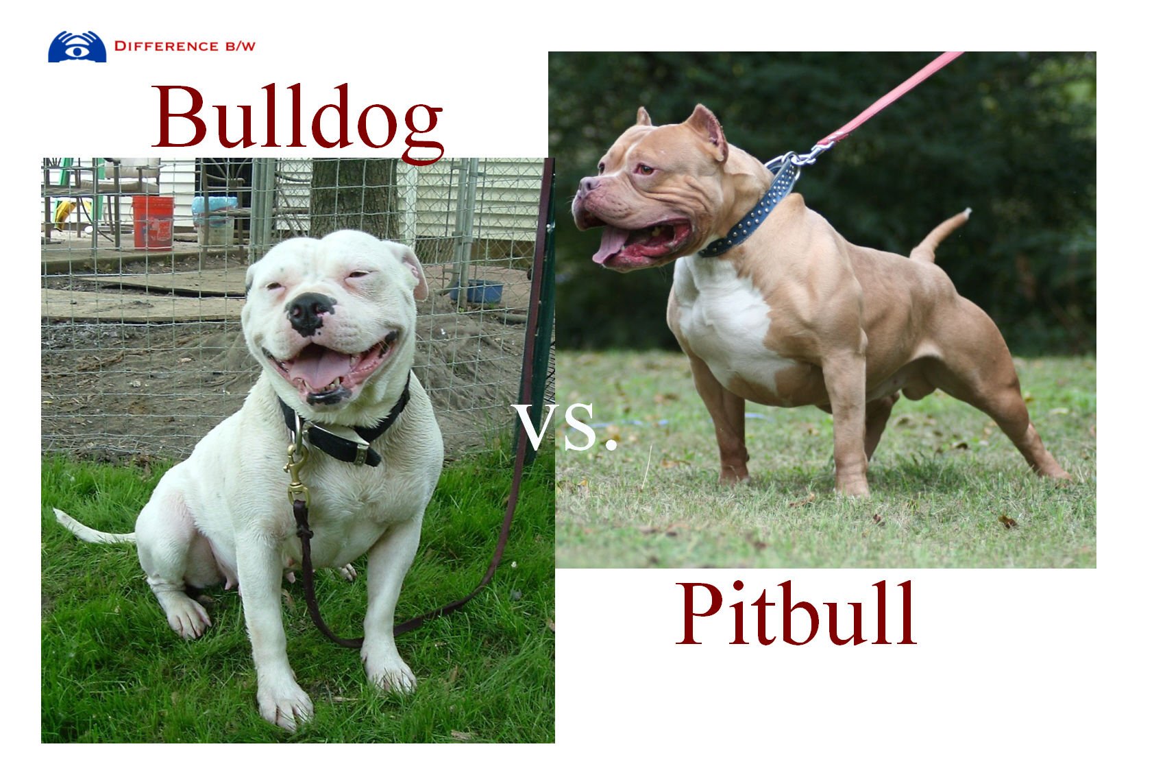 difference between american bulldog and pitbull