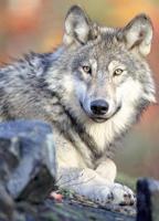 Stakeholder group submits final wolf restoration report
