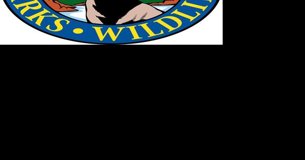 CPW offers offers $1M through human-bear conflict reduction grant program - Vimarsana News
