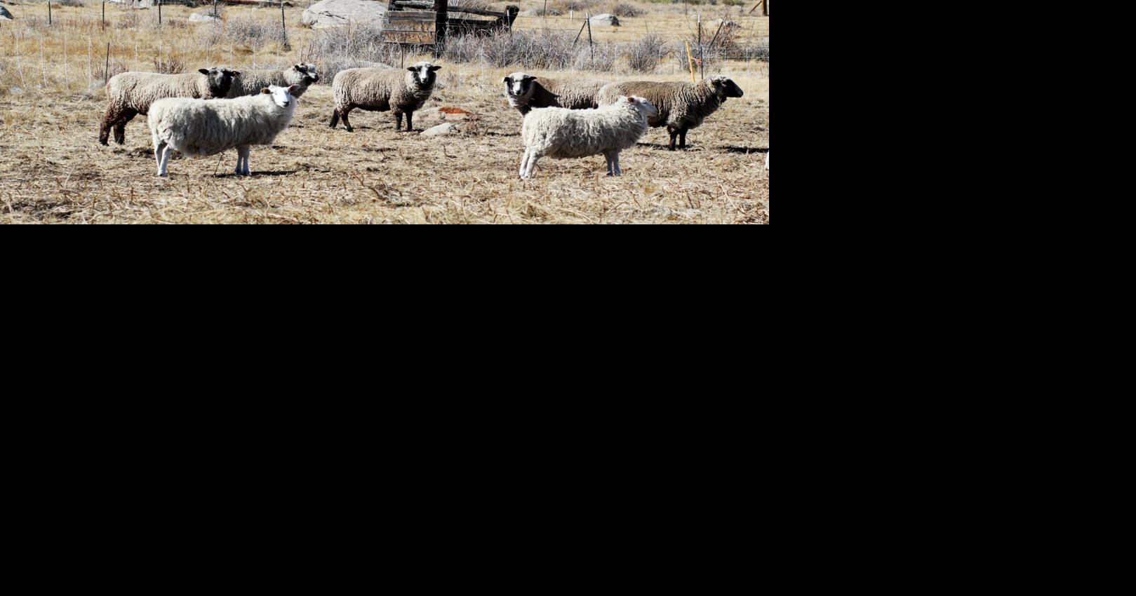 BV farm utilizes sheep for weed, fire fuel reduction