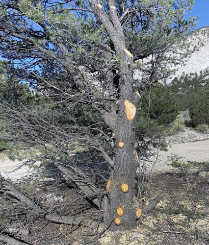 The Juniper Tree - Facts And Folklore – Herb Stop - Arizona's